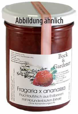 Fragaria x magna mit Holunder